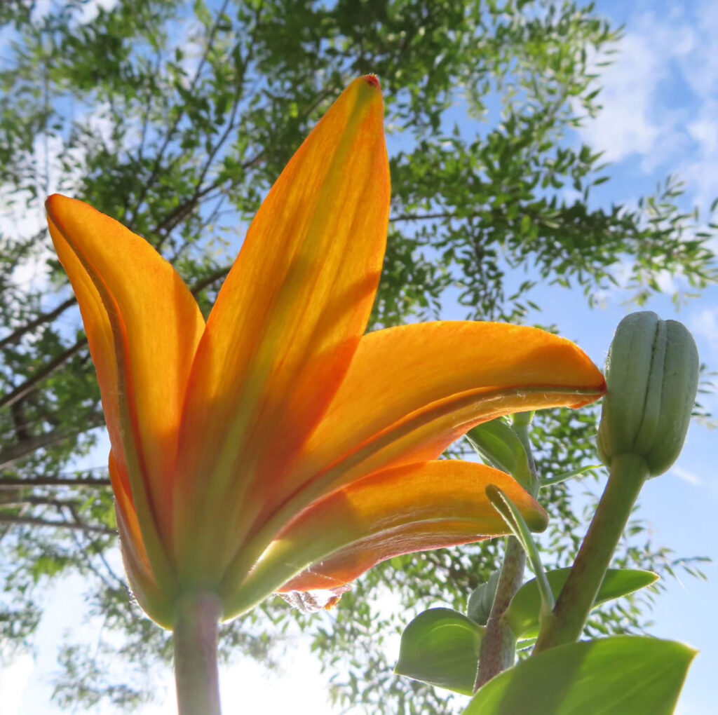 下から見たオレンジリリーの花