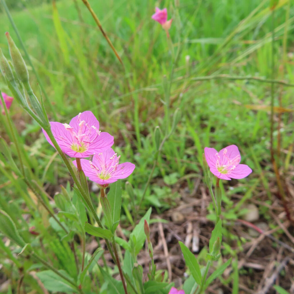 ユウゲショウがピンク色の花を咲かせています