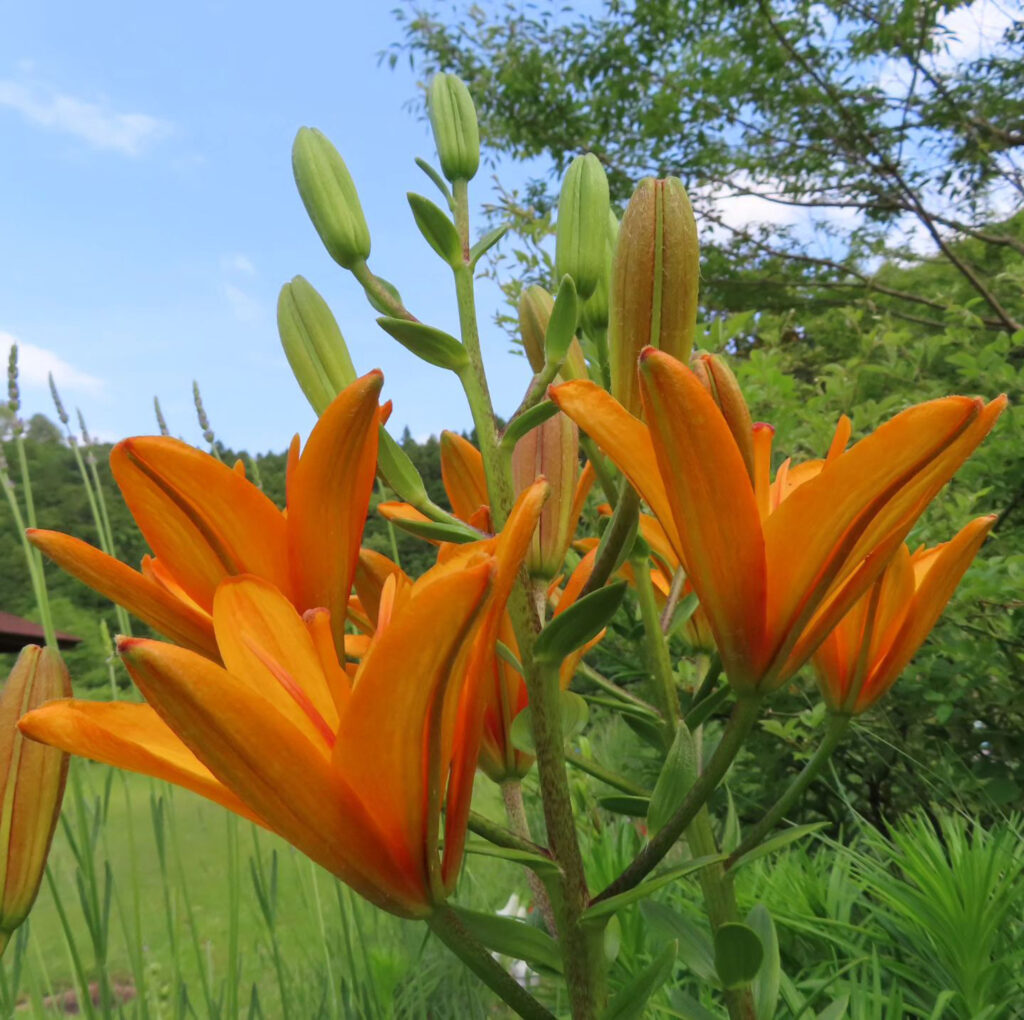 横から見たオレンジリリーの花の集まり