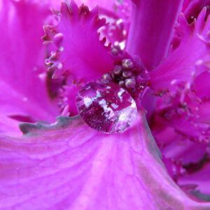 ハボタン（葉牡丹）の花芯付近をマクロ撮影した写真。紫ピンクのフリル状の葉と小さな蕾の上に透明な水滴が乗り、反射が美しいクローズアップ構図