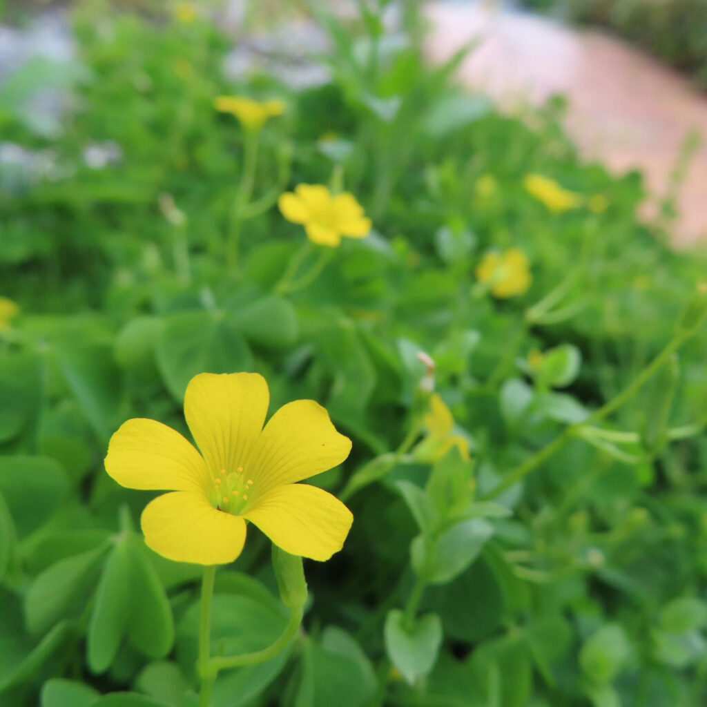 カタバミが黄色い花を咲かせています