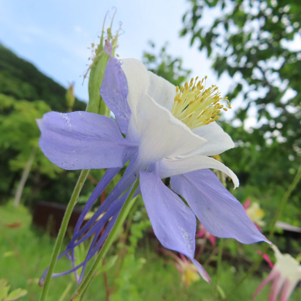 白と紫色のオダマキの花を横から見ています