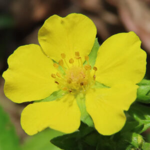 ヘビイチゴの黄色い花を撮影した花写真