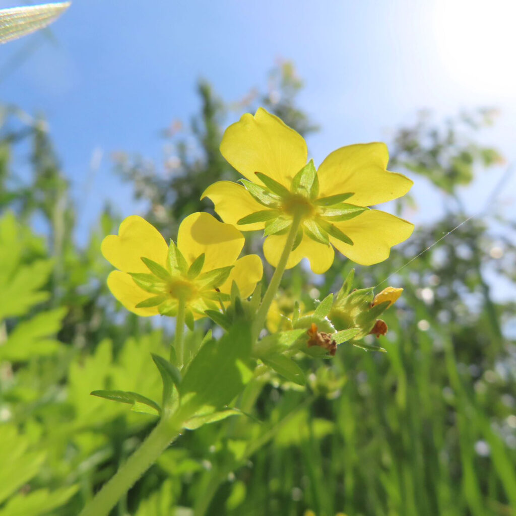 ヘビイチゴが黄色い花を咲かせています