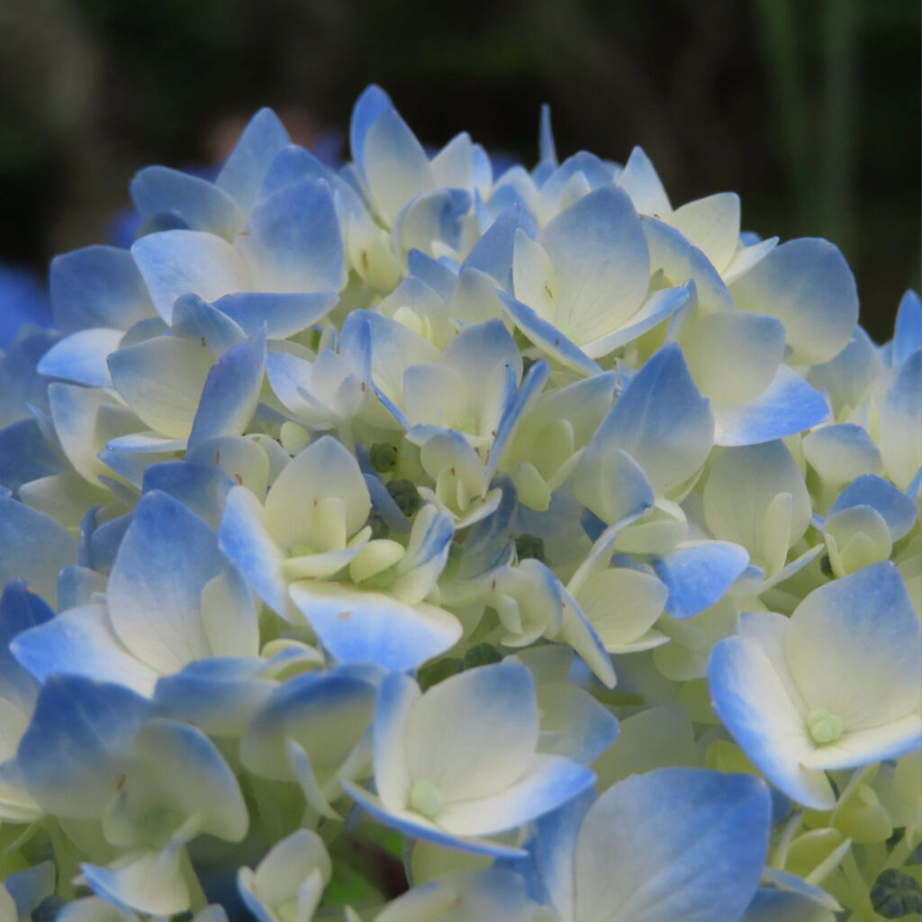 色づき始めた青いアジサイの花