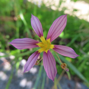 ピンク色のニワゼキショウを真上から捉えた花のクローズアップ写真