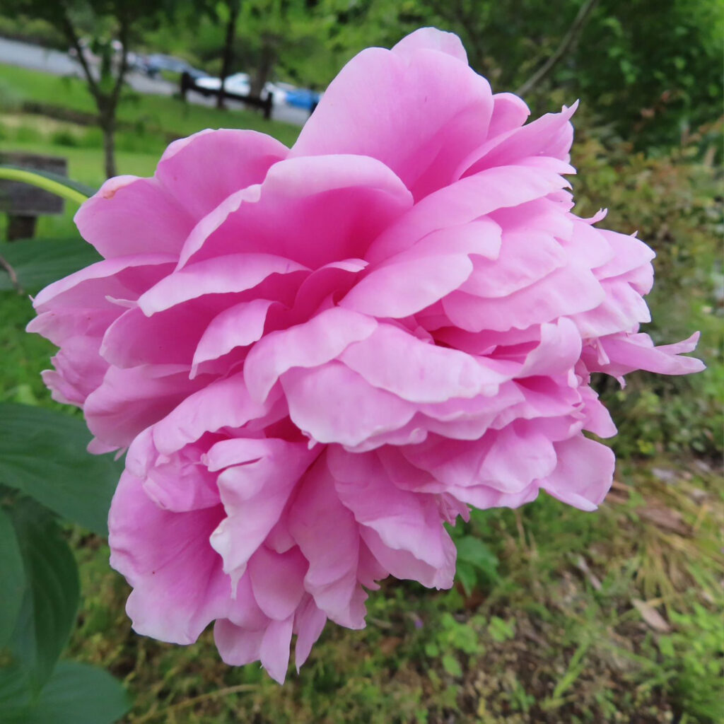 上からのシャクヤクのピンク色の花