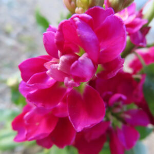 ストックのまっすぐ香る花穂を撮影した花写真