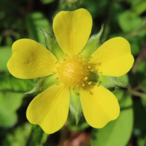 ヘビイチゴの黄色い花を撮影した花写真