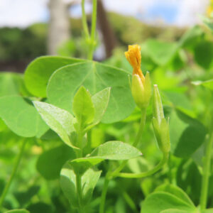 カタバミの片喰の三小葉を撮影した花写真