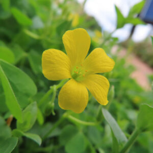 カタバミの片喰の三小葉を撮影した花写真
