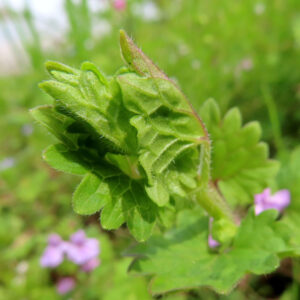 カキドオシの垣を通す春の薄紫花を撮影した花写真