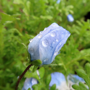 ネモフィラの空色のBaby blue eyesを撮影した花写真