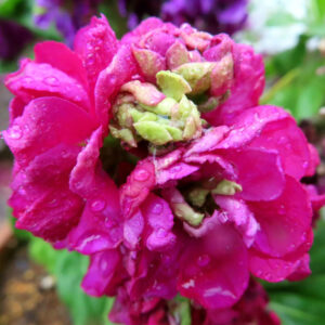ストックのまっすぐ香る花穂を撮影した花写真