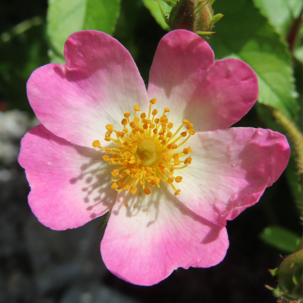 ノイバラがピンクの花を咲かせています