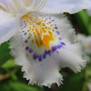 シャガの日陰に咲く文様花を撮影した花写真