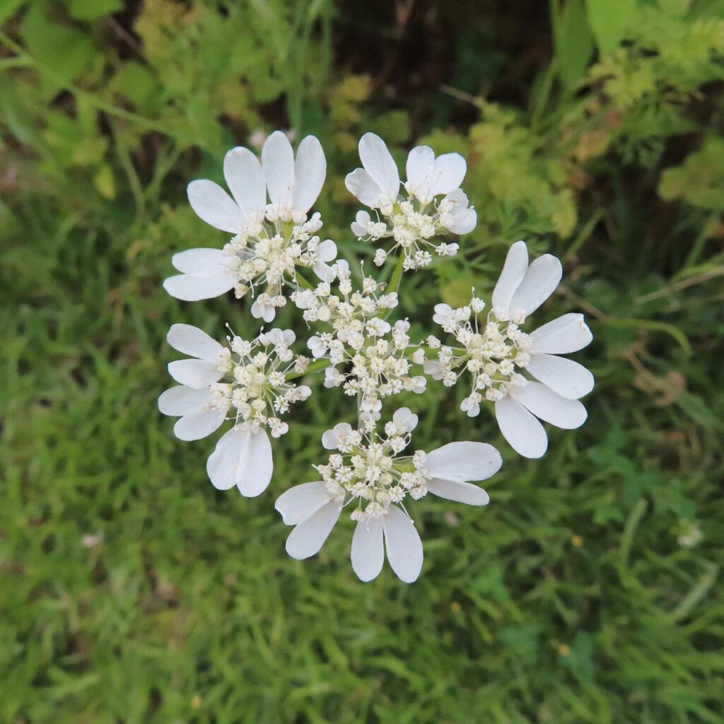 上からの白いオルレアの花