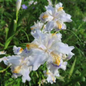 シャガの日陰に咲く文様花を撮影した花写真