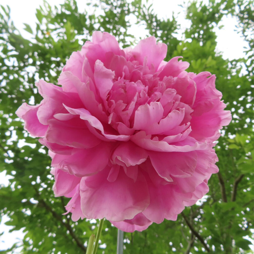 シャクヤクのピンクの花を見上げています