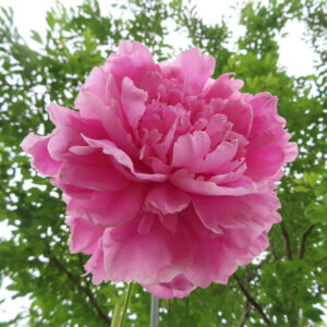 シャクヤクの花を撮影した無料写真素材
