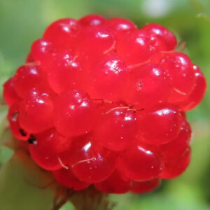 クサイチゴの白花を撮影した花写真