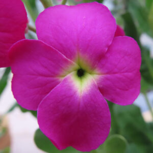 ストックのまっすぐ香る花穂を撮影した花写真
