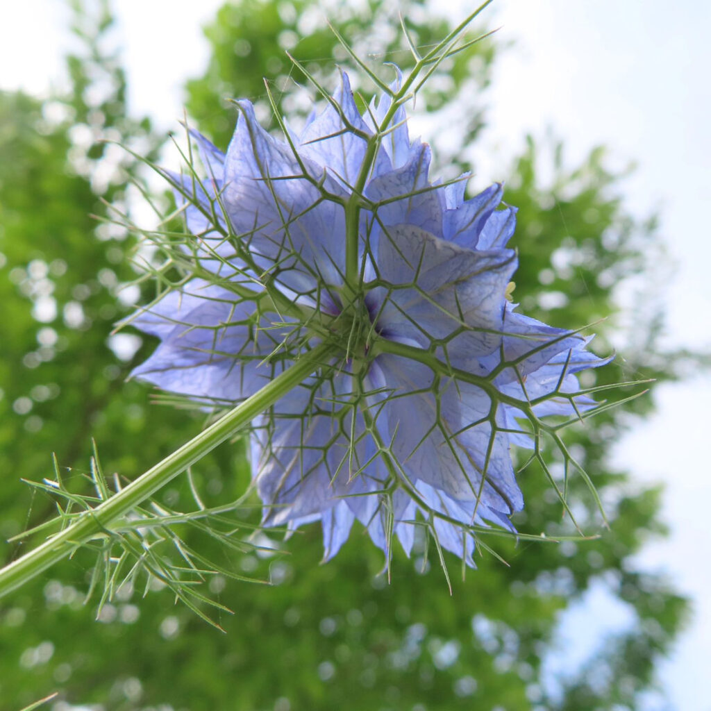 青いニゲラの花を下から見ています