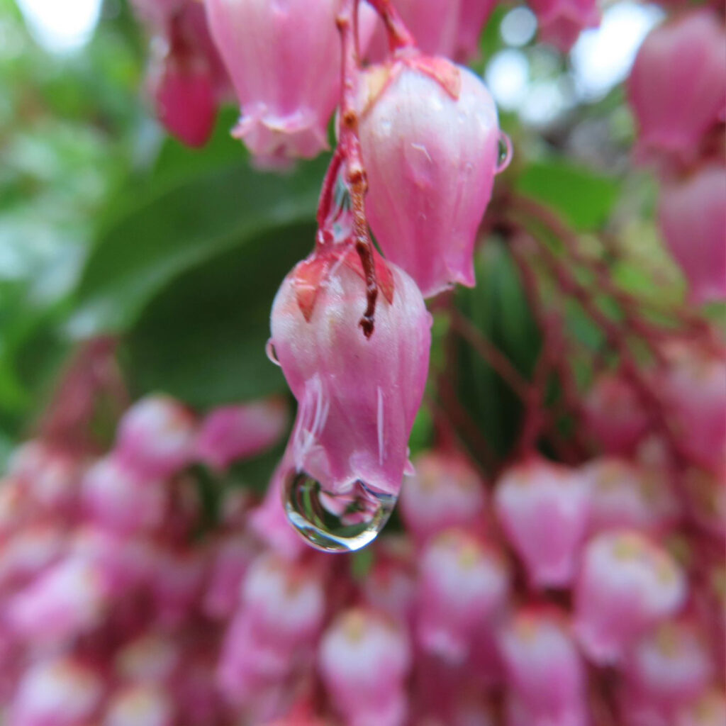 アセビがピンク色の花を咲かせています