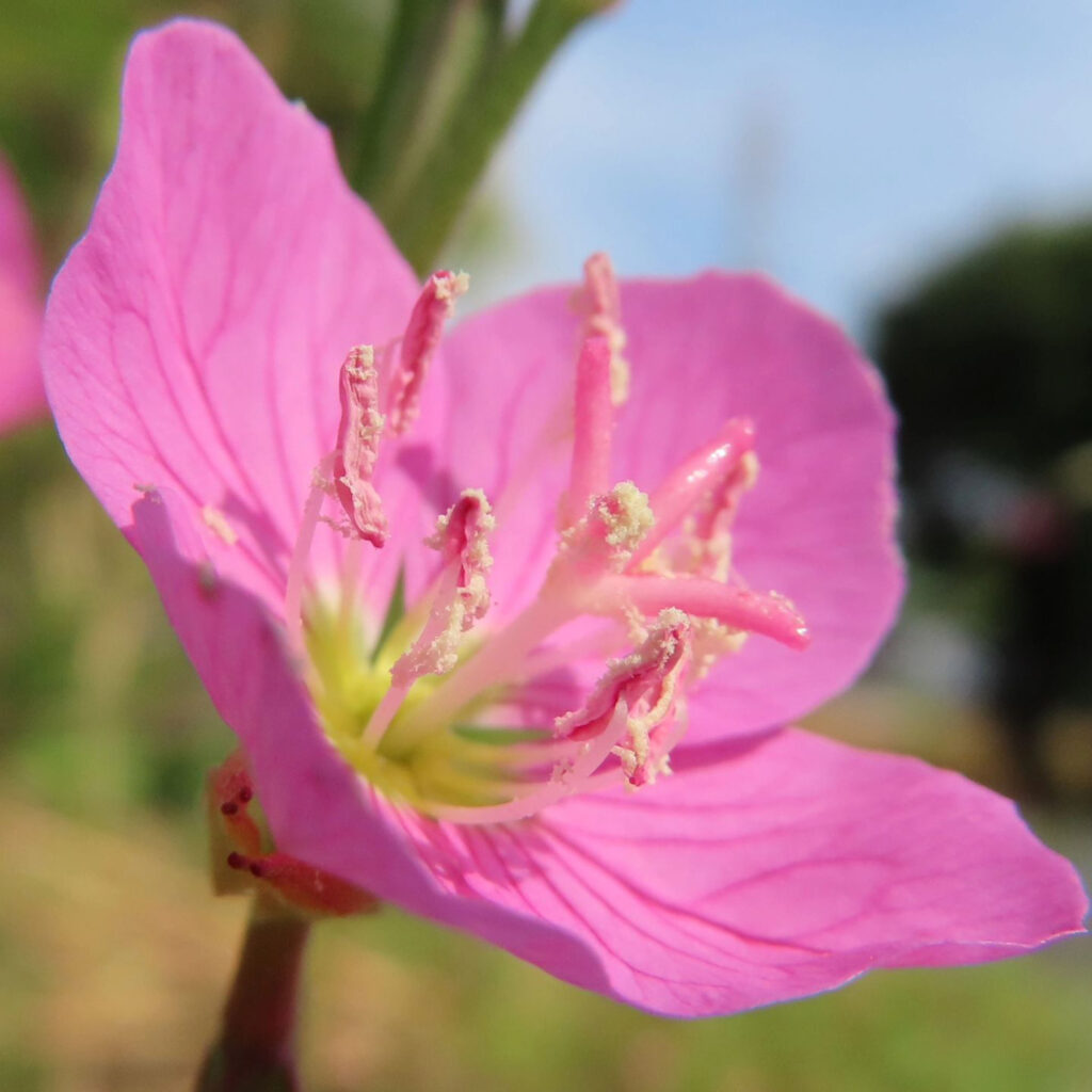 ユウゲショウがピンク色の花を咲かせています