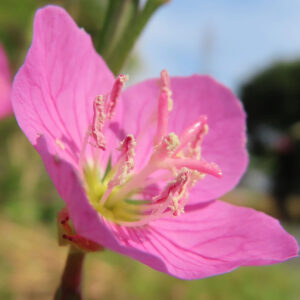 朝日に照らされて咲くユウゲショウの花を斜めから撮影した接写画像