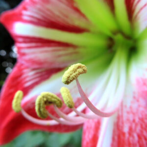 アマリリスの黄色いおしべを超接写でとらえたマクロ写真。赤と白の花びらが背景に柔らかく広がる構図