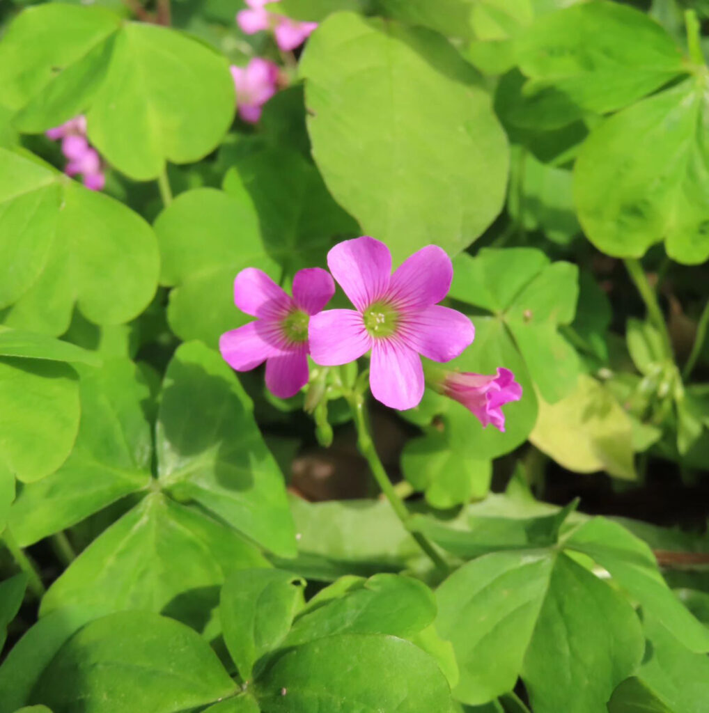 ムラサキカタバミのピンク色の花と緑の葉