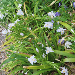 シャガの日陰に咲く文様花を撮影した花写真