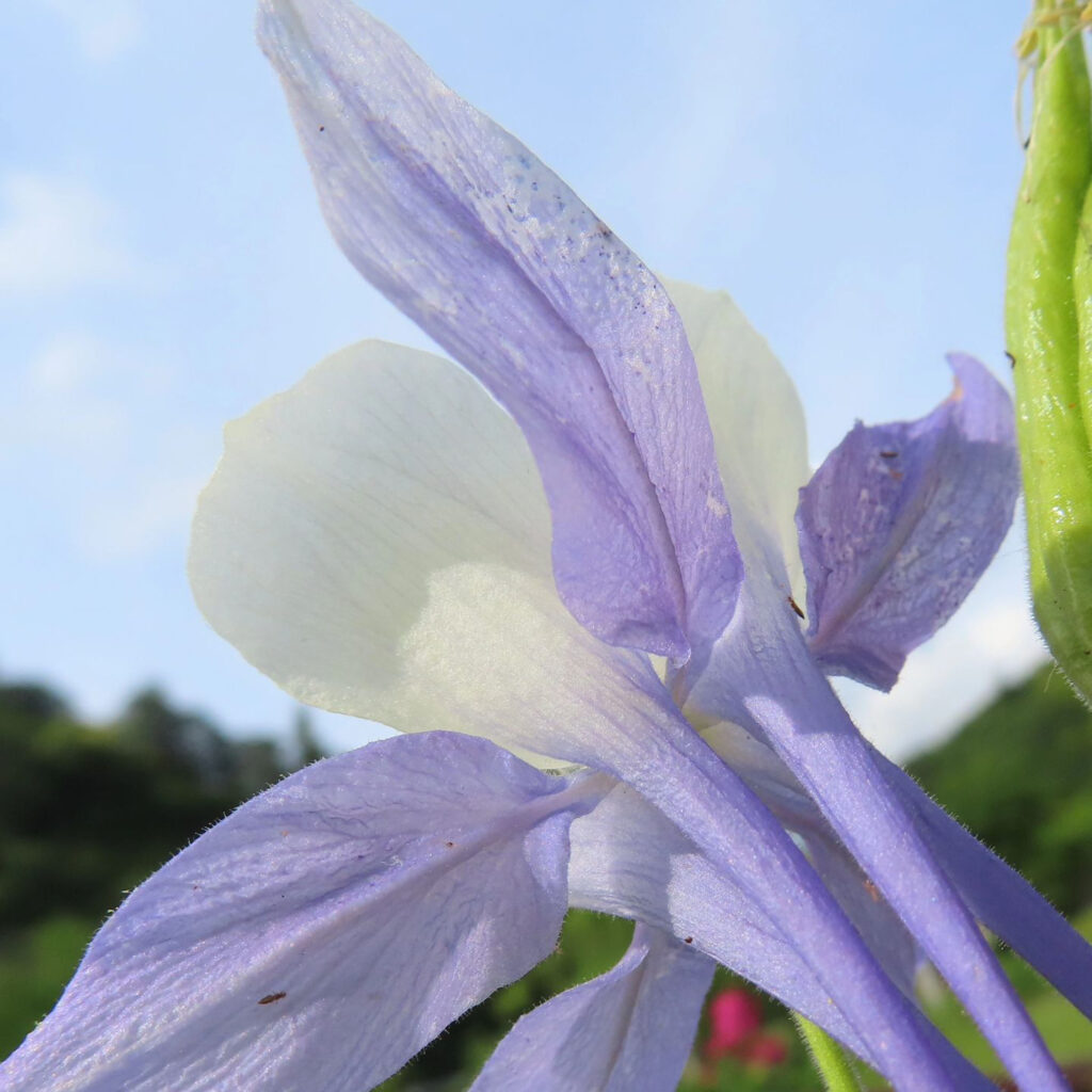 白と紫色のオダマキの花を後ろから見ています