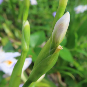 シャガの日陰に咲く文様花を撮影した花写真