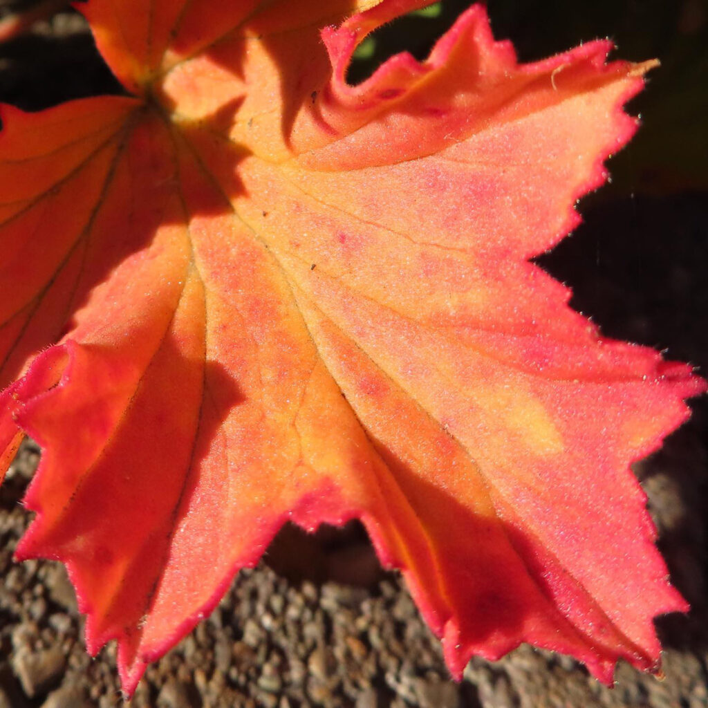 ゼラニウムのオレンジに紅葉した葉