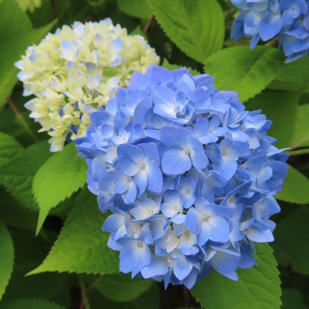 満開の青いアジサイと咲きかけの青い紫陽花