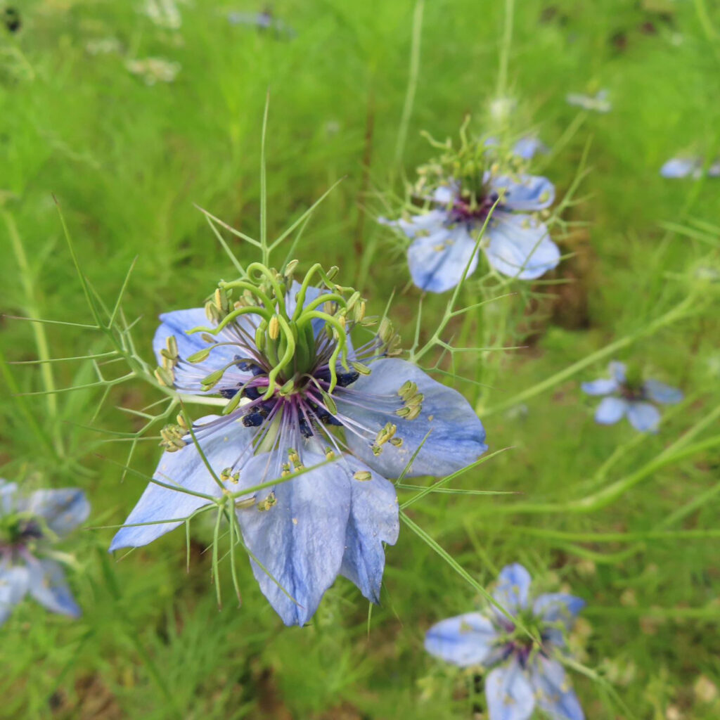 青いニゲラの花がたくさん咲いています