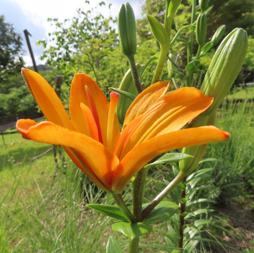 横から見たオレンジリリーの花