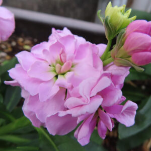 ストックのまっすぐ香る花穂を撮影した花写真