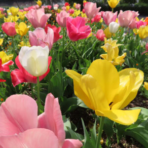チューリップのターバンに由来する春の球根花を撮影した花写真