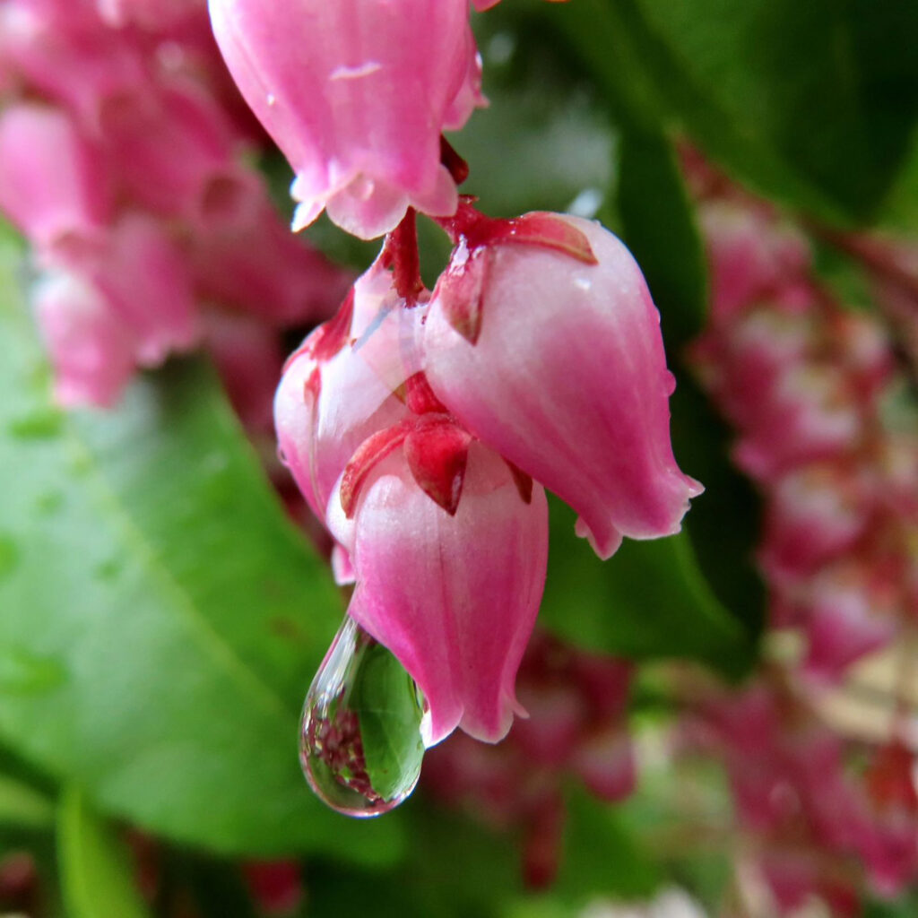 アセビがピンク色の花を咲かせています