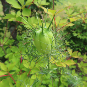 ニゲラの黒種草と霧の中の恋を撮影した花写真