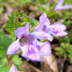 カキドオシの垣を通す春の薄紫花を撮影した花写真