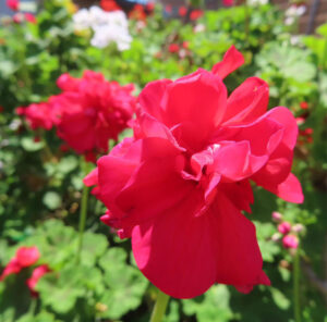 ゼラニウムの天竺葵とくちばし形を撮影した花写真