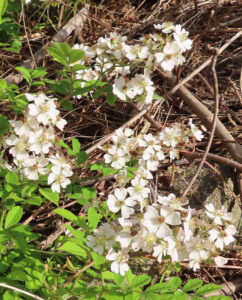 ノイバラの野ばらの白い一重花を撮影した花写真