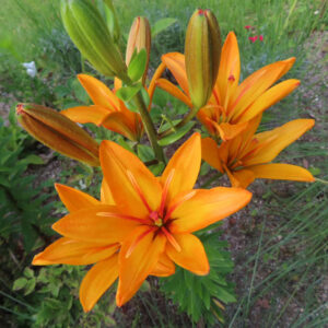 オレンジリリーの橙色のユリを撮影した花写真