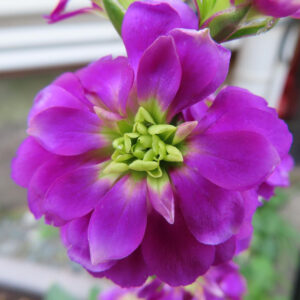 ストックのまっすぐ香る花穂を撮影した花写真