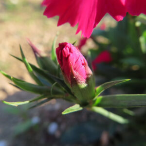 ナデシコの秋の七草を撮影した花写真
