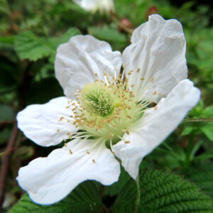 クサイチゴの白花を撮影した花写真